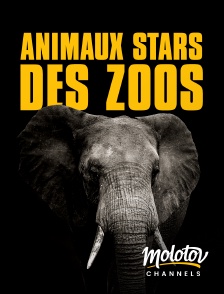 Molotov channels - Animaux stars des zoos