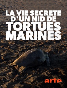 Arte - La vie secrète d'un nid de tortues marines