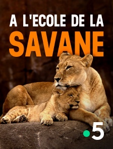 France 5 - A l'école de la savane