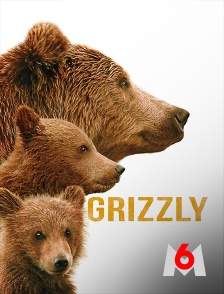 M6 - Grizzly