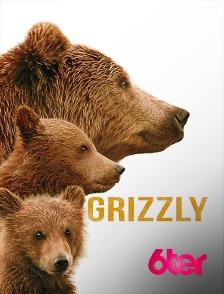 6ter - Grizzly