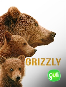 Gulli - Grizzly