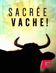 Spicee - Sacrée vache !