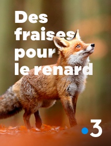 France 3 - Des fraises pour le renard