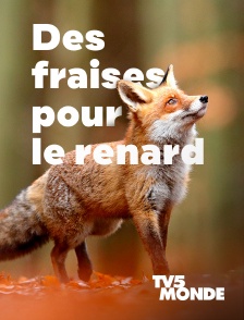 TV5MONDE - Des fraises pour le renard