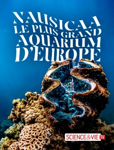 Science et Vie TV - Nauricaa, le plus aquarium