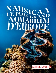 Science et Vie TV - Nauricaa, le plus aquarium