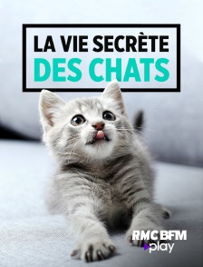 RMC BFM Play - La vie secrète des chats