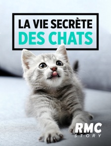 RMC Story - La vie secrète des chats