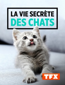 TFX - La vie secrète des chats