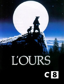 C8 - L'ours