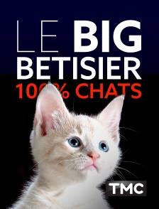 TMC - Le big bêtisier 100% chats