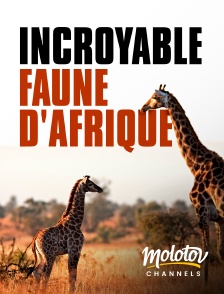 Molotov channels - Incroyable faune d'afrique