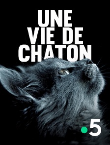 France 5 - Une vie de chaton