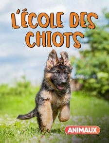 Animaux - L'école des chiots