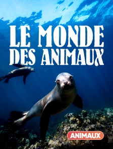 Animaux - Le monde des océans