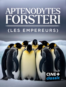 CINE+ Classic - Aptenodytes forsteri (les empereurs)