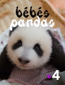 France 4 - Bébés pandas