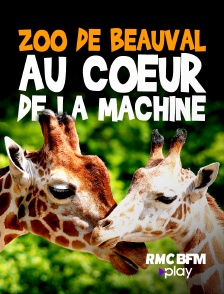 RMC BFM Play - ZooParc de Beauval : au coeur de la machine en replay