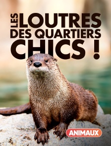 Animaux - Les loutres des quartiers chics !