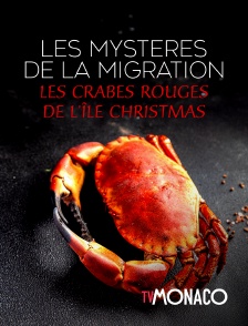 TV Monaco - Les mystères de la migration : Les crabes rouges de l'île Christmas