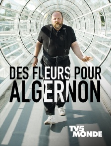 TV5MONDE - Des fleurs pour Algernon