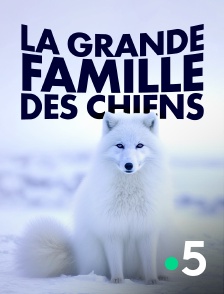 France 5 - La grande famille des chiens *2022 en replay