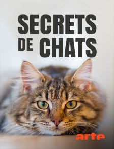 Arte - Secrets de chats