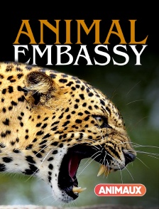 Animaux - Animal Embassy