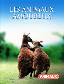 Animaux - Les animaux amoureux