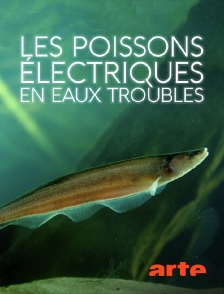 Arte - Les poissons électriques en eaux troubles