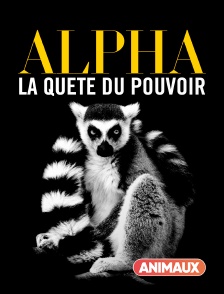 Animaux - Alpha, la quête du pouvoir