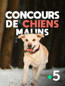 France 5 - Concours de chiens malins