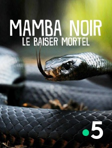 France 5 - Black Mamba: Kiss Of Death