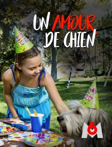 M6 - Un amour de chien