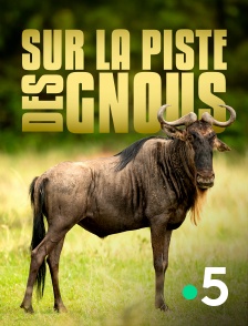 France 5 - Sur la piste des gnous