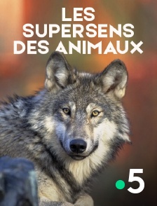 France 5 - Les supersens des animaux