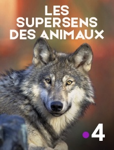 France 4 - Les supersens des animaux