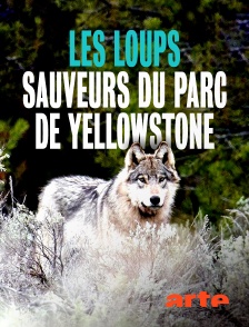 Arte - Les loups, sauveurs du parc de Yellowstone