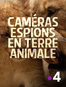 France 4 - Caméras espions en terre animale