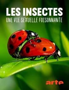 Arte - Les insectes, une vie sexuelle foisonnante