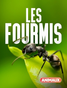 Animaux - Les fourmis