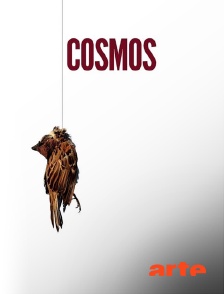 Arte - Cosmos