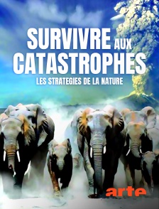 Arte - Survivre aux catastrophes : les stratégies de la nature