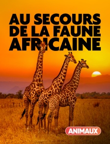 Animaux - Au secours de la faune africaine