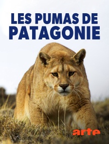 Arte - Les pumas de Patagonie