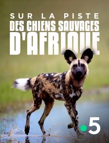 France 5 - Sur la piste des chiens sauvages d'Afrique