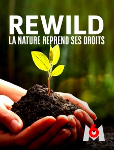 M6 - Rewild, la nature reprend ses droits