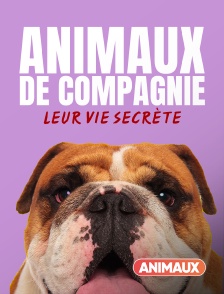 Animaux - Animaux de compagnie : leur vie secrète