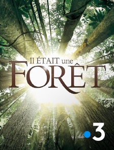 France 3 - Il était une forêt